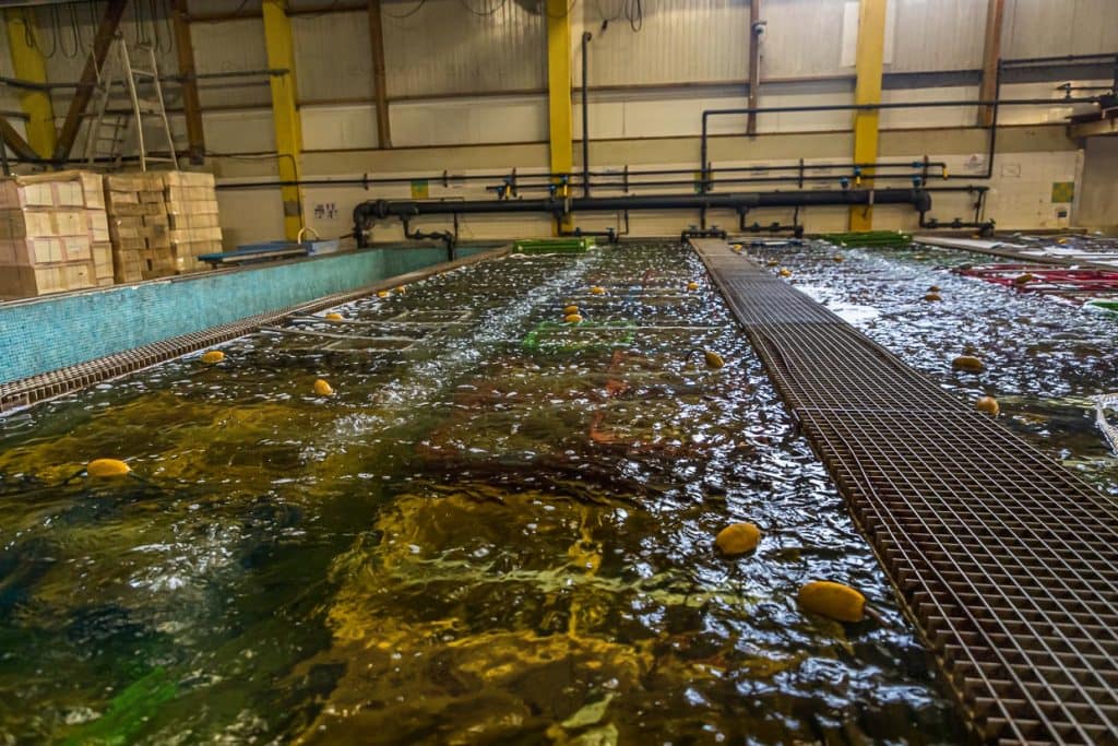 Die Austern werden sofort nach der Ernte für einige Tage in einem Klärbecken mit sprudelndem verdünnten Salzwasser veredelt / © Foto: Georg Berg