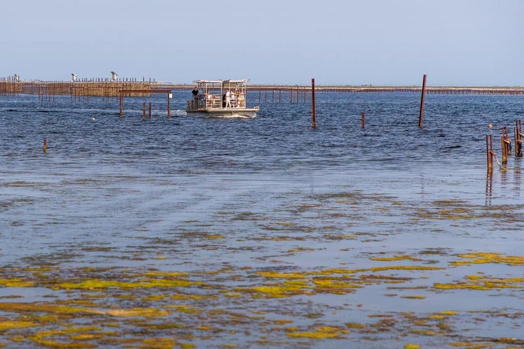 In einer geführten Bootstour können Besuchergruppen die Tarbouriech Austernbänke im Étang de Thau aus der Nähe kennenlernen / © Foto: Georg Berg