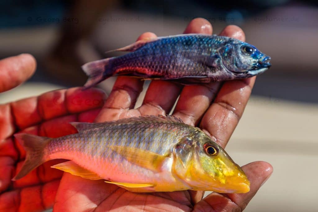 Zwei Süßwasserfische, Cichlids, aus der Familie der Buntbarsche, geangelt von einem Fischer im Einbaum auf dem Lake Malawi / © Foto: Georg Berg