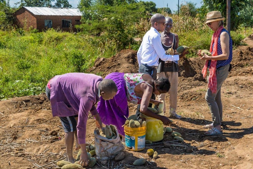 Verkauf von Baobab Früchten am Straßenrand. Die Früchte, Samen und das daraus hergestellte Pulver werden auf lokalen Märkten verkauft / © Foto: Georg Berg
