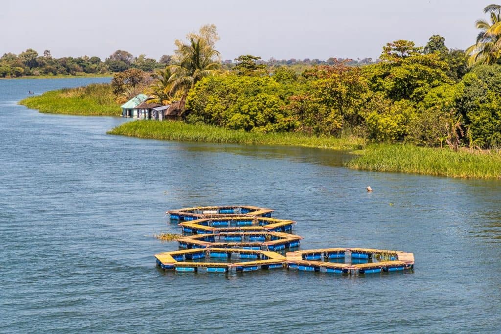 Aufzuchtbecken für Buntbarsche im Shire River bei Mangochi ist ein Projekt des Ministery of Nature Ressources, Malawi. Der Bestand des Chambo ist im Malawi See stark rückläufig / © Foto: Georg Berg