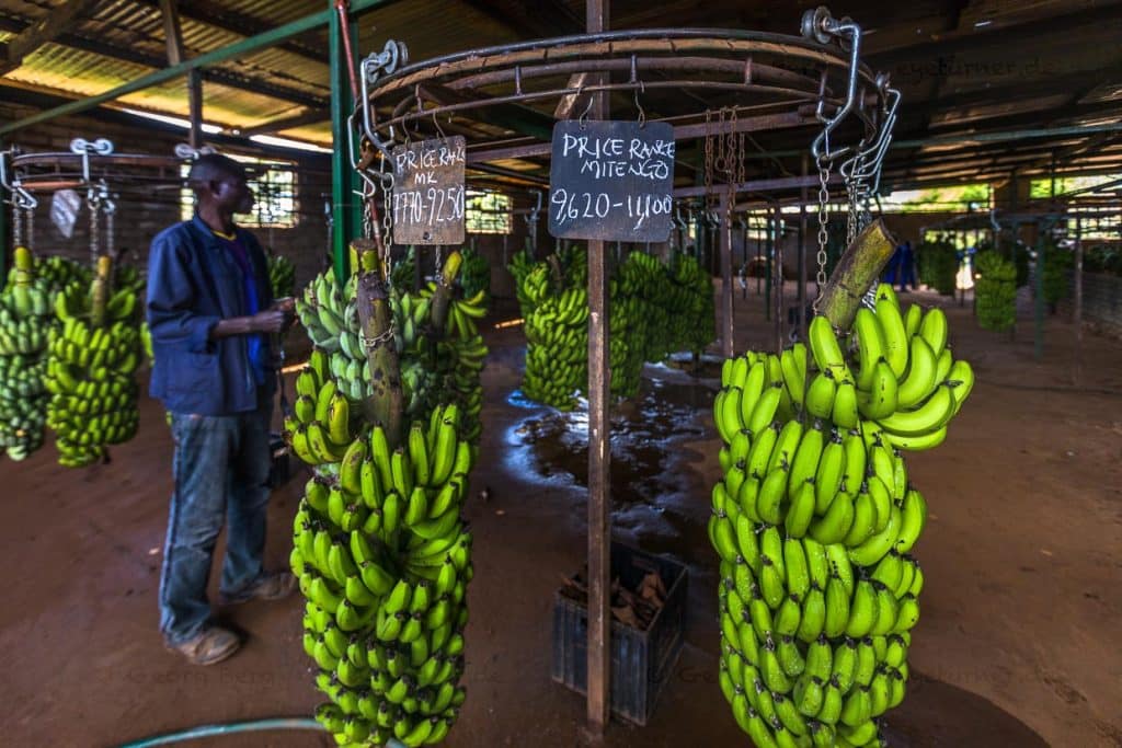 Bananen in einem Lagerhaus in Lilongwe, Malawi. Der Banana Bunchy Top Virus vernichtete 2016 den kompletten Bestand in Malawi. Seitdem werden 90 Prozent der in Malawi konsumierten Bananen in Tansania und Mosambik gekauft. Die malawische Regierung fördert nun die nachhaltige Entwicklung von Bananen als besonderes landwirtschaftliches Erzeugnis / © Foto: Georg Berg