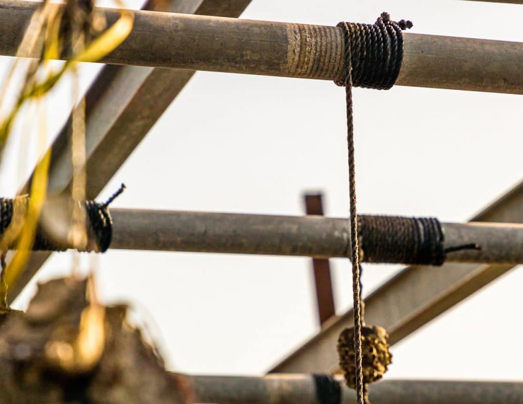 Die Bänke der Tarbouriech-Austern im Étang de Thau simulieren Ebbe und Flut, indem von Solar- und Windenergie betriebene Motoren die Austern alle 6 Stunden aus dem Wasser ziehen und nach weiteren 6 Stunden wieder eintauchen und nach weiteren 6 Stunden wieder eintauchen / © Foto: Georg Berg