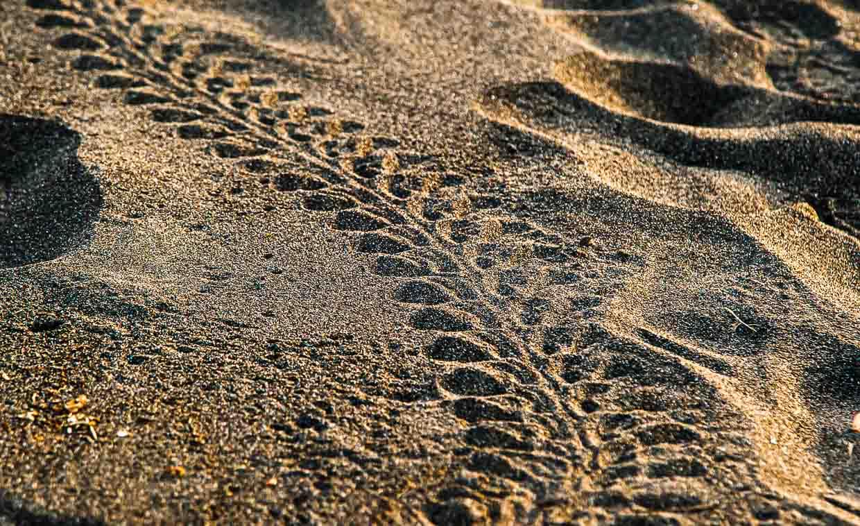 Spuren am Strand. Schon menschliche Fußabdrücke können ein schwer überwindliches Hindernis sein. Deutlich zu erkennen sind die Flossenabdrücke und der Kiel unter dem Panzer. Er sorgt im Wasser für eine gute Hydrodynamik / © Foto: Georg Berg
