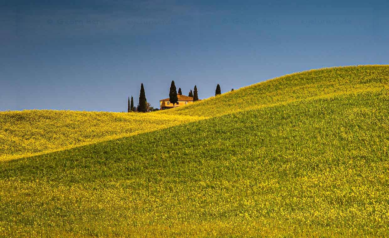 Maison de campagne dans un paysage de Toscane avec un champ de colza en fleurs / © Photo : Georg Berg