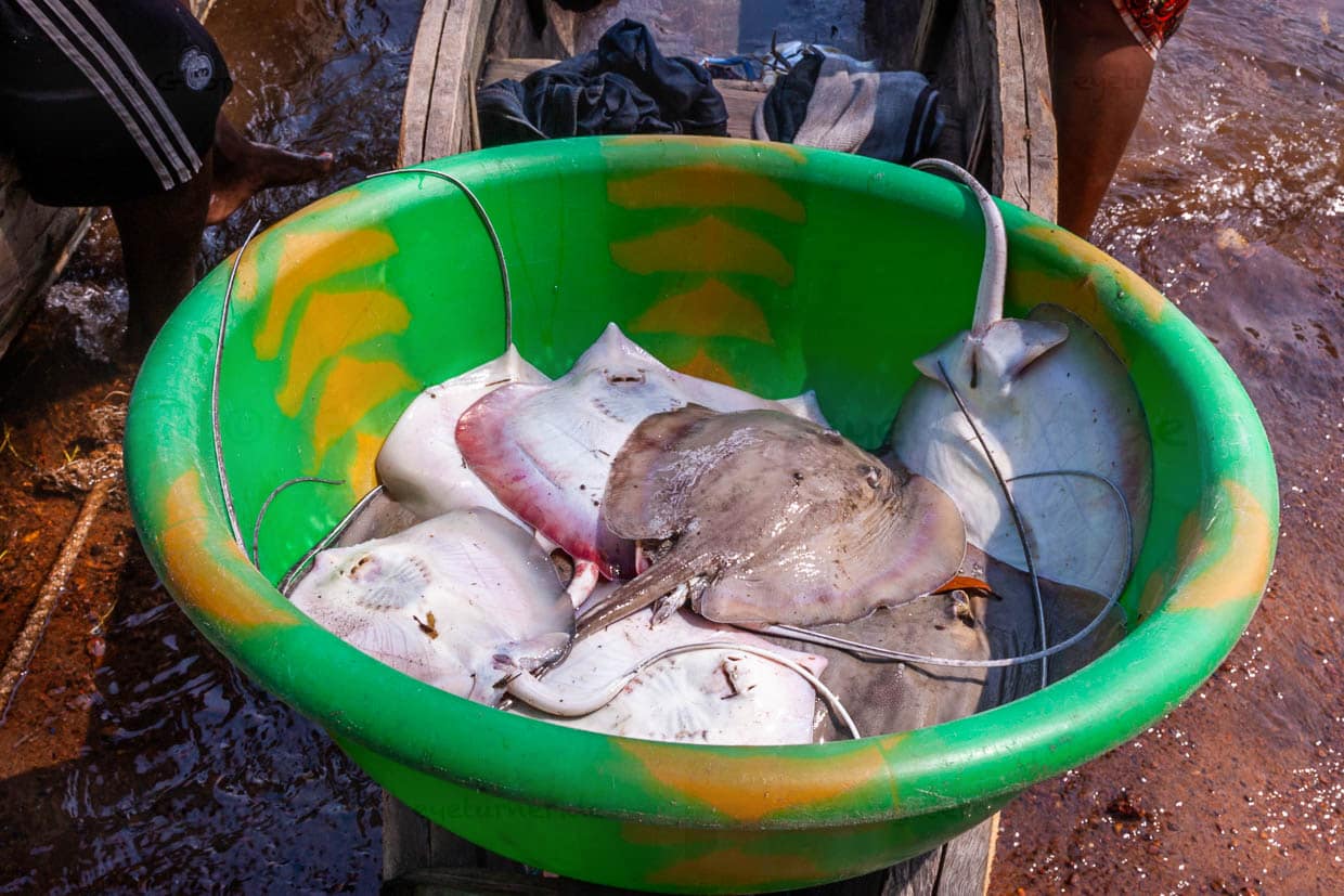 Rochen haben keine Gräten und vor allem die Flügel sind gebraten ein besonderer Genuss / © Foto: Georg Berg