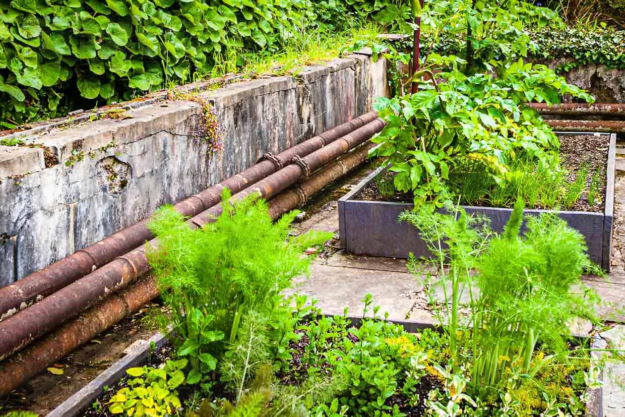 Der Herzog von Bedford lies eigens für einen Monkey Puzzle Tree, eine chilenische Schmucktanne, ein Gewächshaus mit riesigen Heizungsrohren bauen. Heute stehen nur noch die Grundmauern und in den Beeten wächst Gemüse für das Restaurant / © Foto: Georg Berg