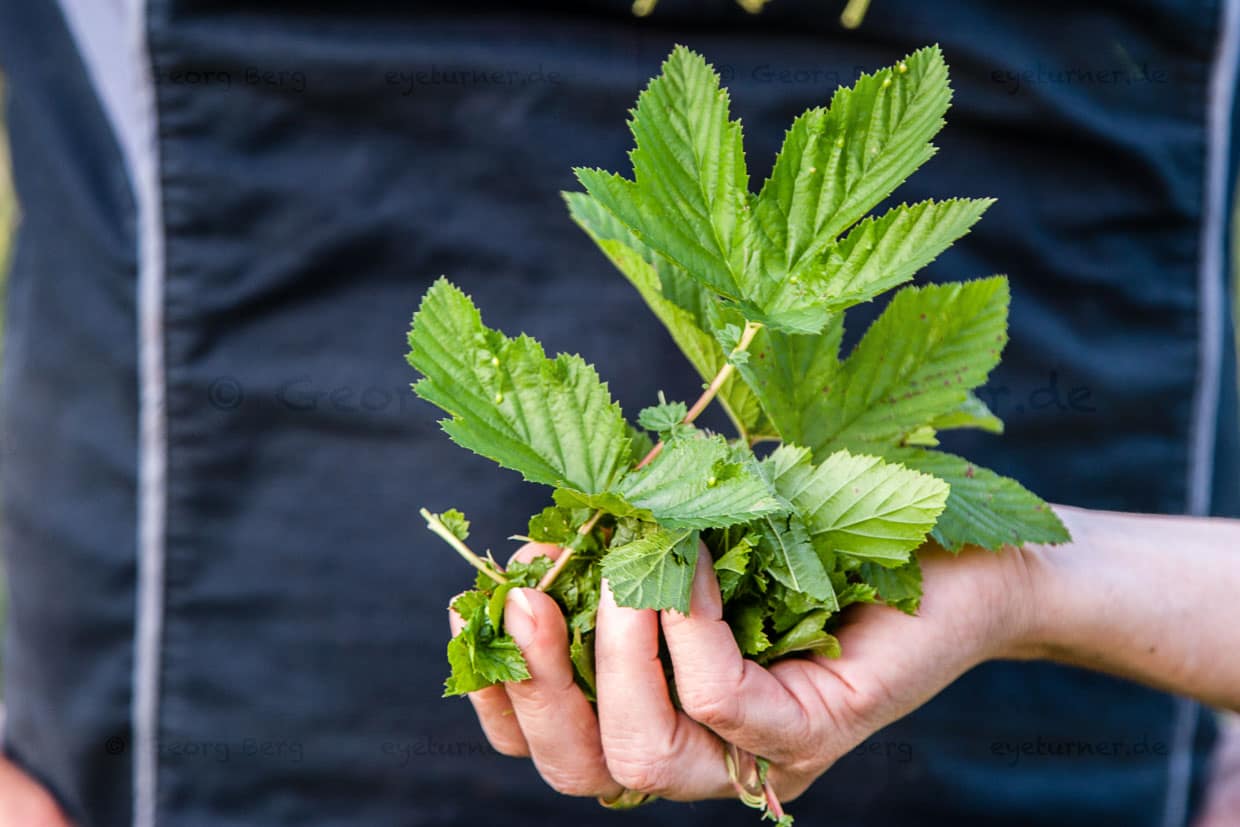 Eine Handvoll Mädesüß – hat nichts mit süßen Mädchen zu tun, sondern damit, dass das Kraut, nach dem Mähen süßlich duftet – Mädesüß, botanisch Spiraea ist übrigens Namensgeber für das Medikament Aspirin. Es hat einen hohen Gehalt an natürlicher Acetylsalicylsäure / © Foto: Georg Berg