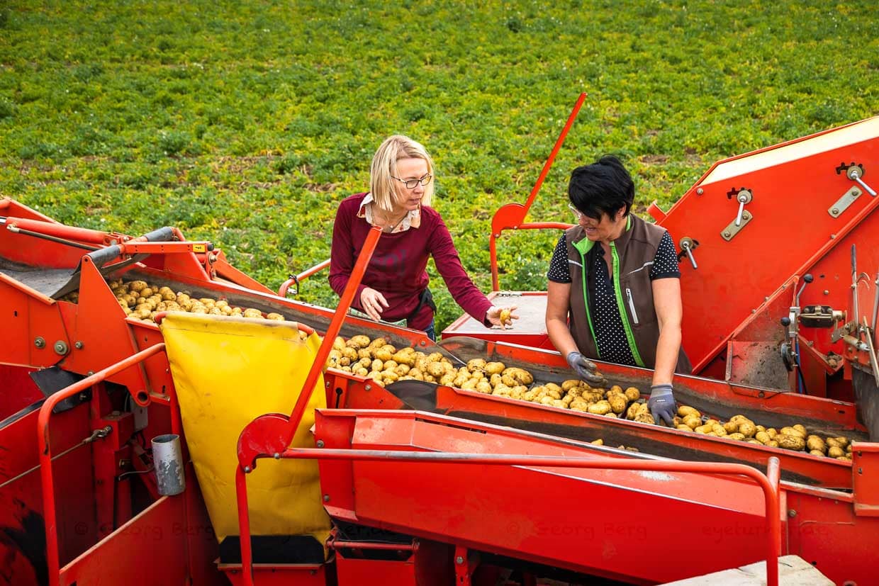 Am laufenden Band. Der Vollernter pflügt durch die Reihen und zieht die Knollen aus der Erde. Das Grün fällt direkt wieder aufs Feld. Auf dem Vollernter findet eine erste Vorsortierung statt. Steine, Erdklumpen und die dunkleren und ausgezehrten Mutterkartoffeln werden herausgenommen / © Foto: Georg Berg