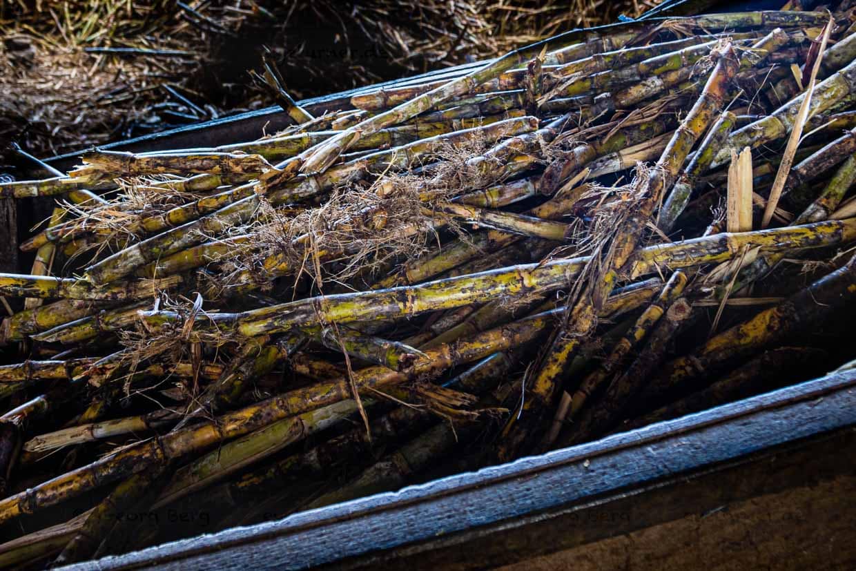Zuckerrohr wird auf Grenada das ganze Jahr über geerntet / © Foto: Georg Berg