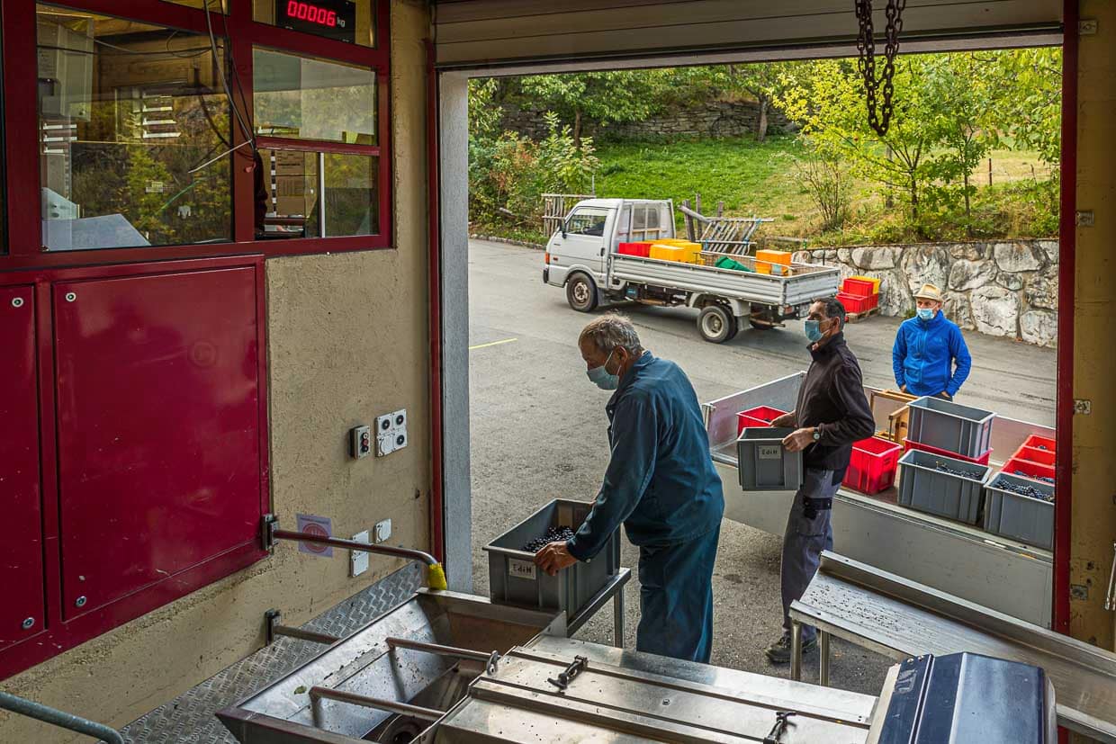 Anlieferung an der St. Jodern Kellerei. Die Ernte darf nur in den genormten Plastikwannen angeliefert werden. So hat die Genossenschaft die beste Kontrolle und kann mit jedem Mitglied korrekt abrechnen / © Foto: Georg Berg