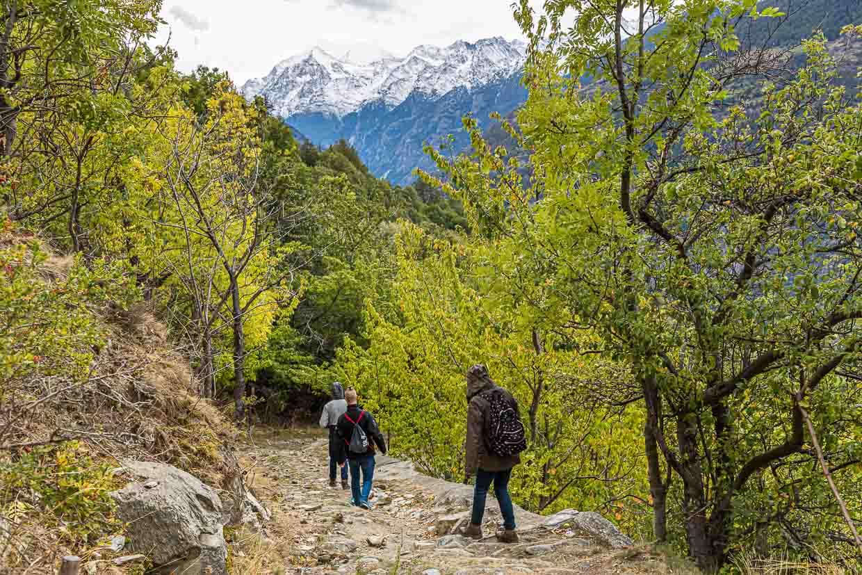 Der Reblehrpfad startet in Visperterminen auf 1.170 Metern. Oft hat man beim Durchschreiten des höchsten Weinberges Europas die Viertausender im Blick / © Foto: Georg Berg