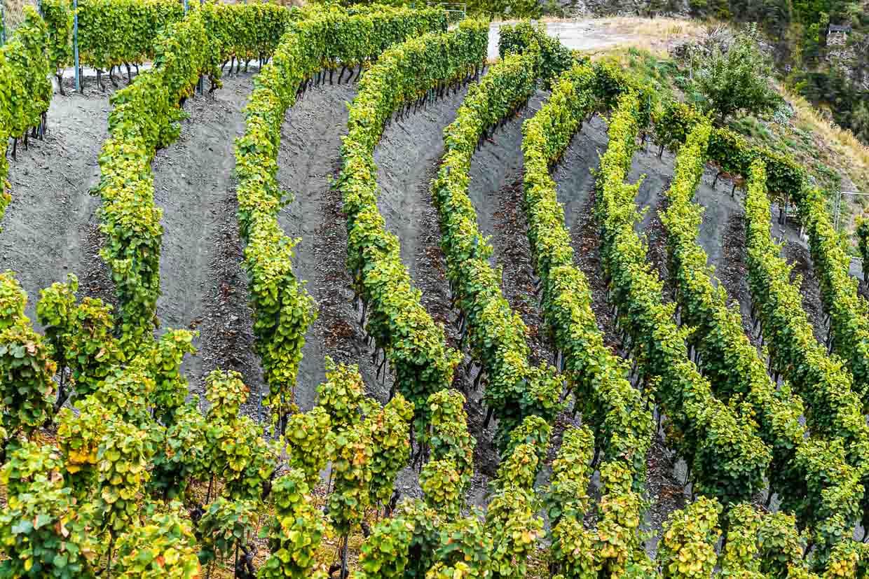 Einmalige Kulturlandschaft. Im höchsten Weinberg Europas gedeihen Heida, Johannisberg, Fendant, Resi, Pinto Noir, Dole und Dole Blanche / © Foto: Georg Berg
