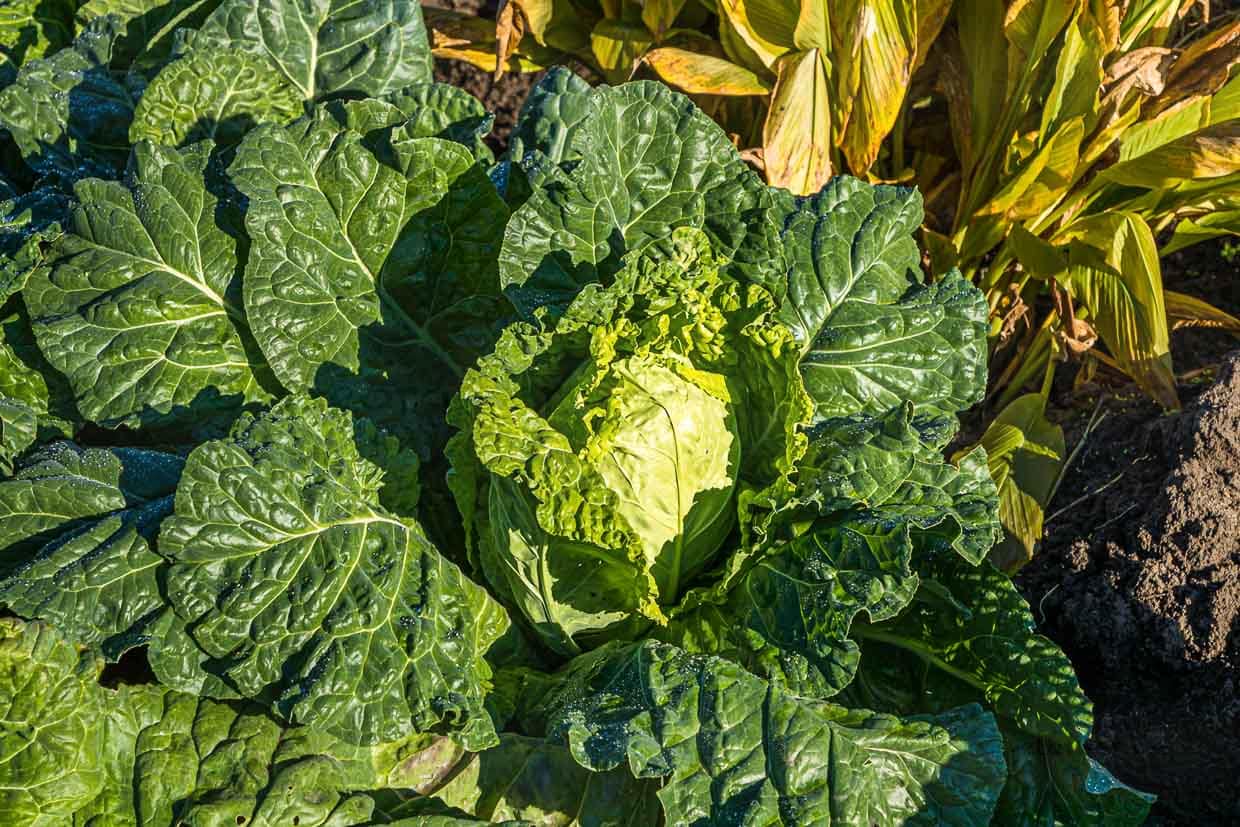 Bamberger Wirsing in direkter Nachbarschaft zu Bamberger Ingwer und Bamberger Kurkuma / © Foto: Georg Berg