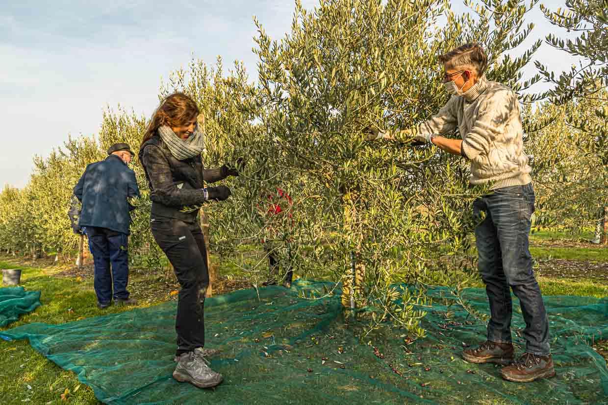 Olivenernte in Pulheim bei Köln. Unter den Erntehelfern, allesamt Freunde aus der Nachbarschaft ist auch die ausgewiesene Olivenöl-Expertin Carmen Sanchez-Garcia / © Foto: Georg Berg