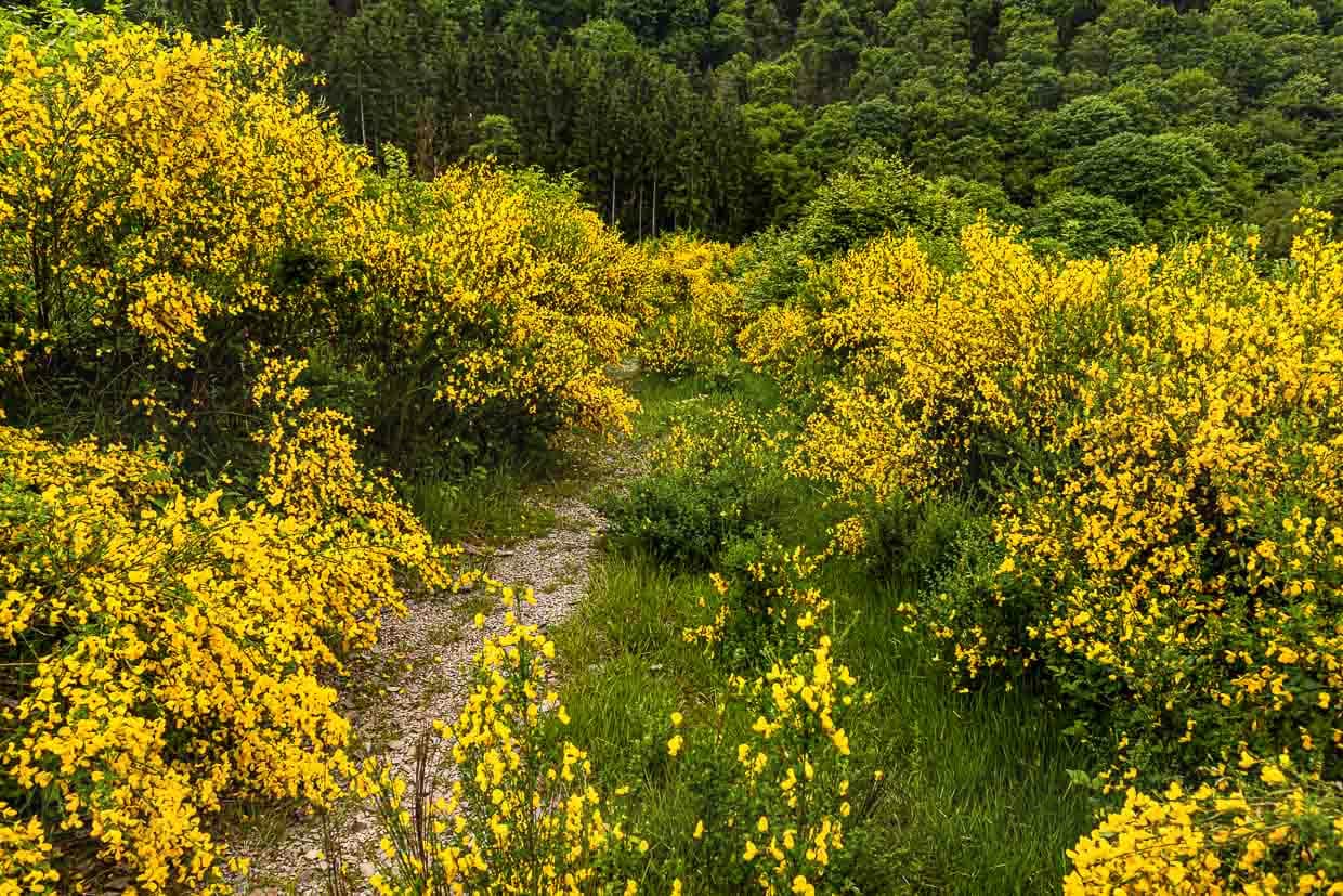 Blühender Ginster säumt im Juni an vielen Stellen den Weg entlang des Escapardenne Lee Trails / © Foto: Georg Berg