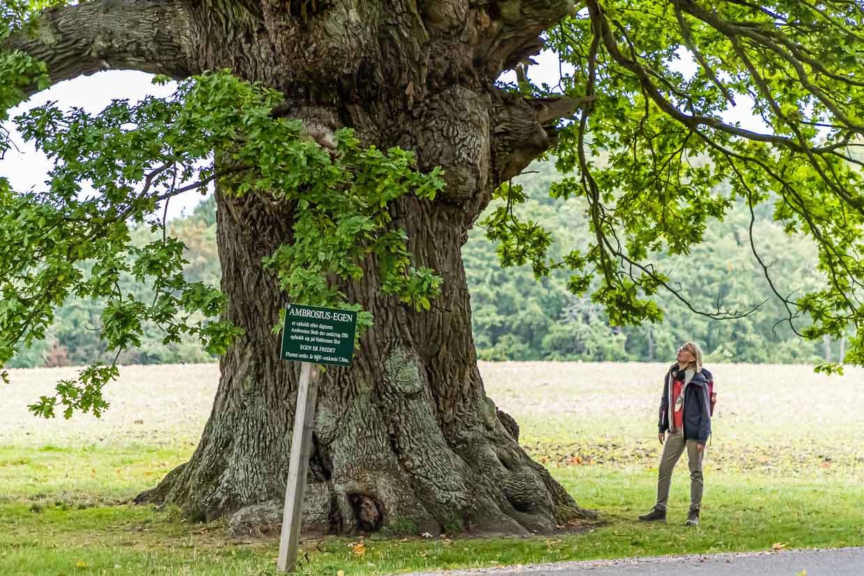 Die Eiche ist über 500 Jahre alt. Ihren Namen hat sie vom Dichter Ambrosius Stub, der gerne an ihrem Stamm Platz nahm und dichtete. Svendborg, Dänemark / © Foto: Georg Berg