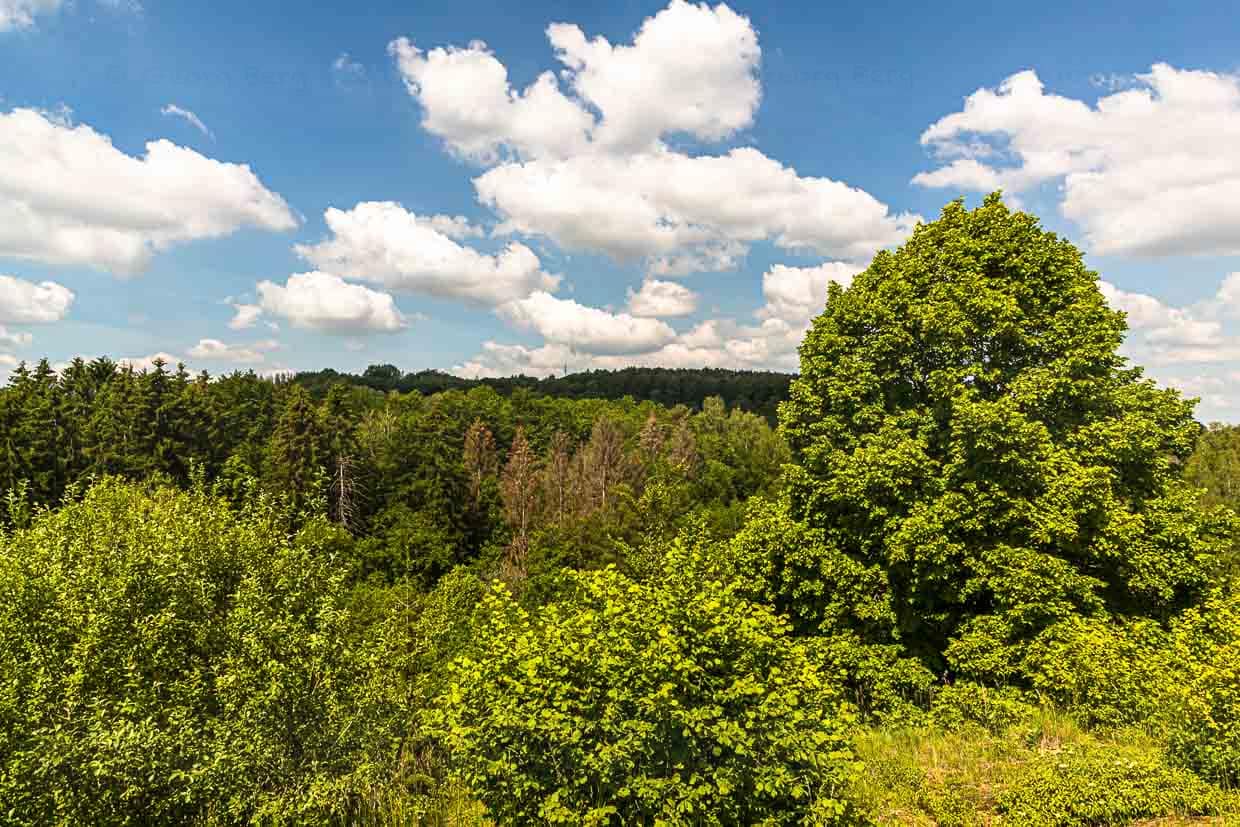 Gelungene Rückeroberung durch die Natur. Auch das gibt es entlang des Minett-Trails. Aussichten in weite Waldflächen