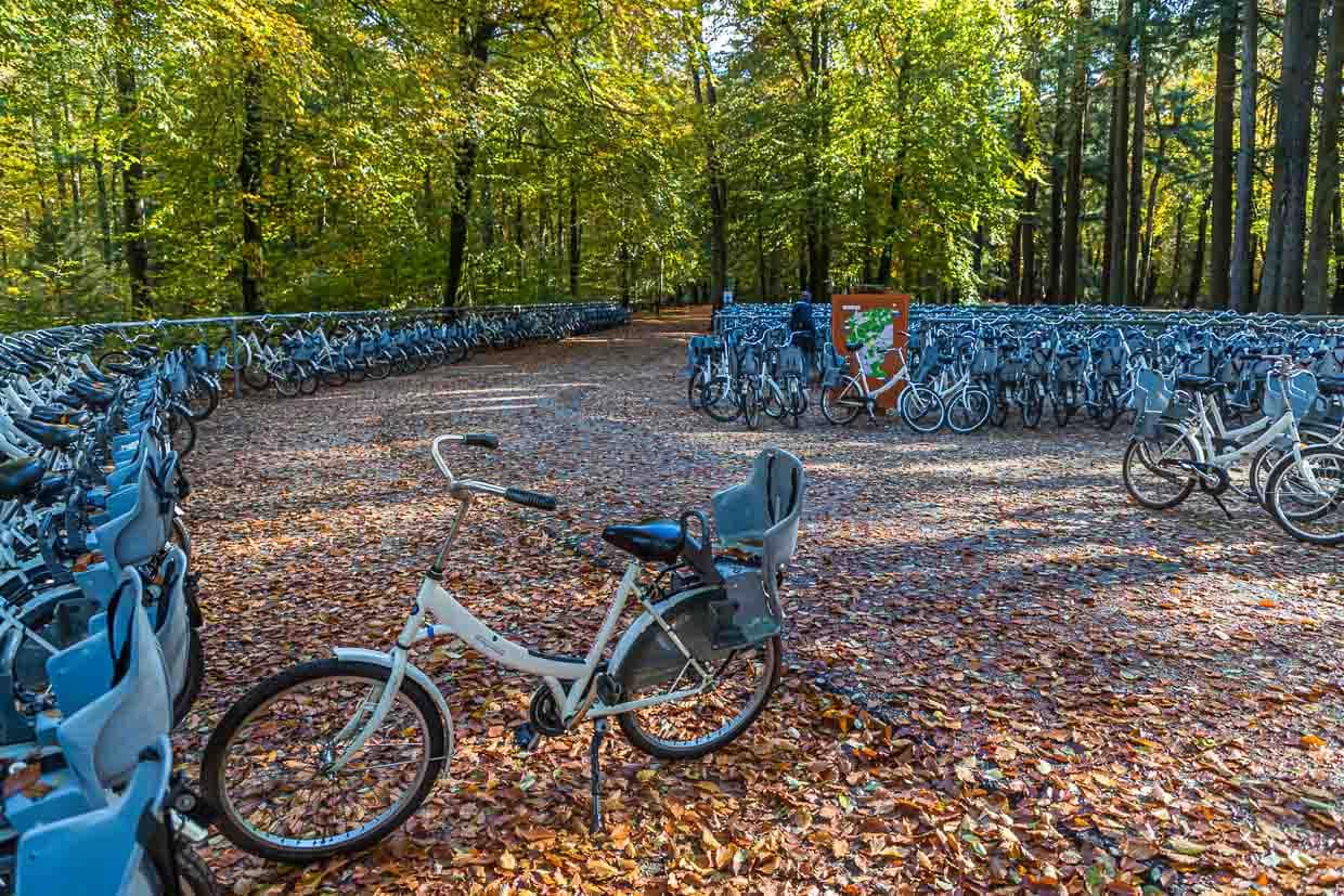 Die berühmten weißen Fahrräder der Hoge Veluwe. Ihre Benutzung ist im Eintrittspreis inbegriffen / © Foto: Georg Berg