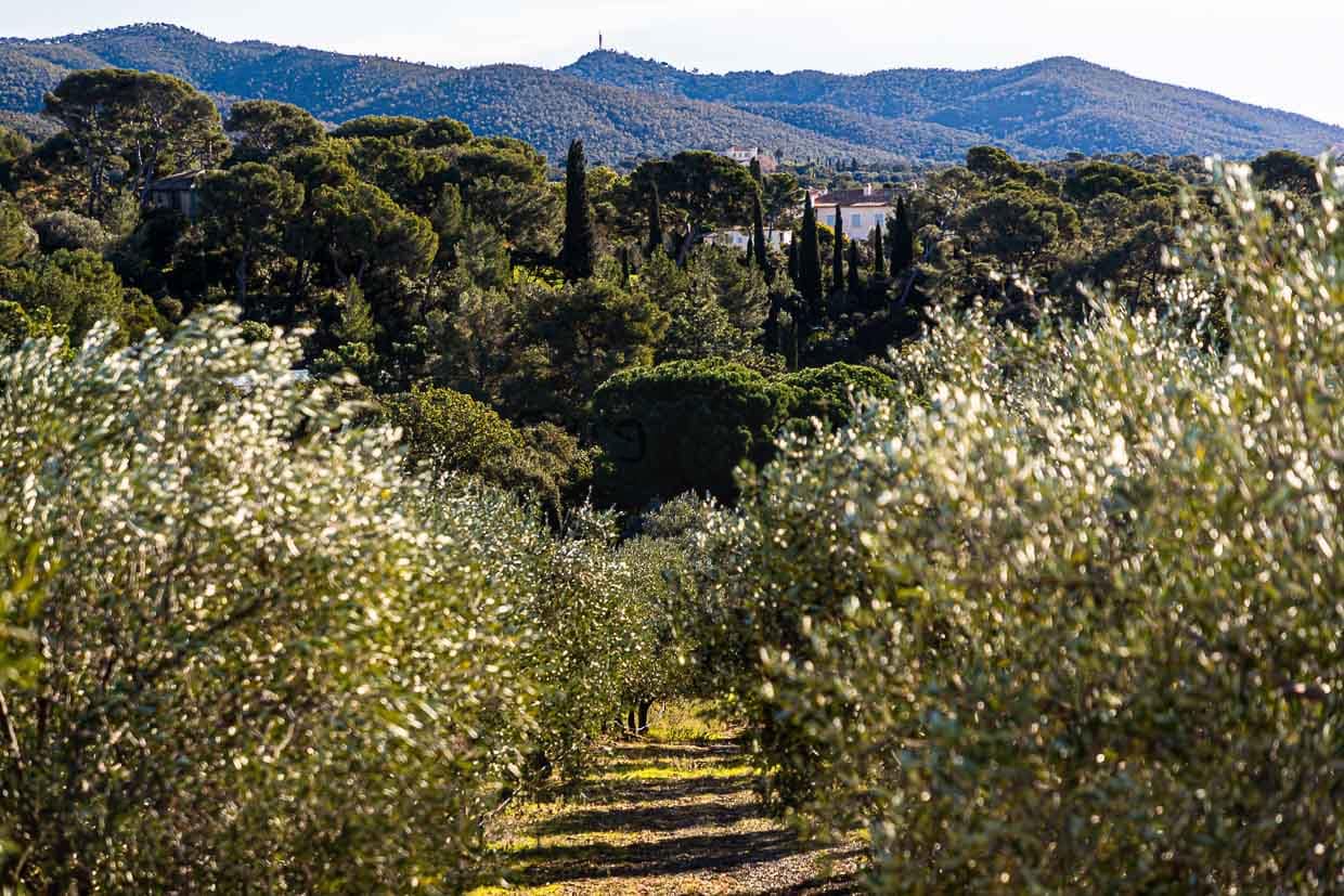 Blick von den Olivenhainen Richtung Chateau Léoube. Im Hinterland eine Hügelkette als Wetterschutz / © Foto: Georg Berg