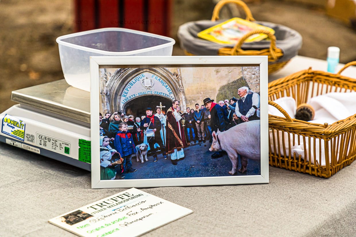 In Aups (Frankreich) werden an jedem vierten Sonntag im Januar die Trüffelhunde und ein Trüffelschwein vor der Kirche Sankt Pankras gesegnet. Das Trüffelschwein ist immer ein Weibchen, denn die Sexualhormone eines männlichen Schweins riechen ähnlich wie Trüffel / © Foto: Georg Berg