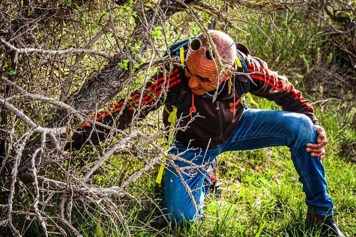 Gewusst wie: : Nur mit geschultem Auge lässt sich der Wilde Spargel finden. Das trockene Unterholz aus dem Vorjahr zeigt den Ort von frischen Spargeltrieben an. Das Zeitfenster für die Spargelsuche beträgt gerade einmal zwei Wochen, oft Mitte bis Ende April / © Foto: Georg Berg