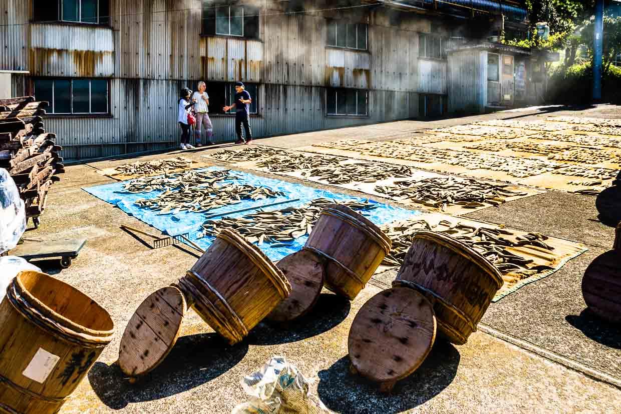 Während der Fermentation wird der Pilz immer wieder durch Sonneneinstrahlung in Schach gehalten und und die Fischfilets werden im Hof für mehrere Stunden auf Matten ausgebreitet, bevor sie wieder für weitere 20 Tage in Zedernfässern geschichtet werden / © Foto: Georg Berg