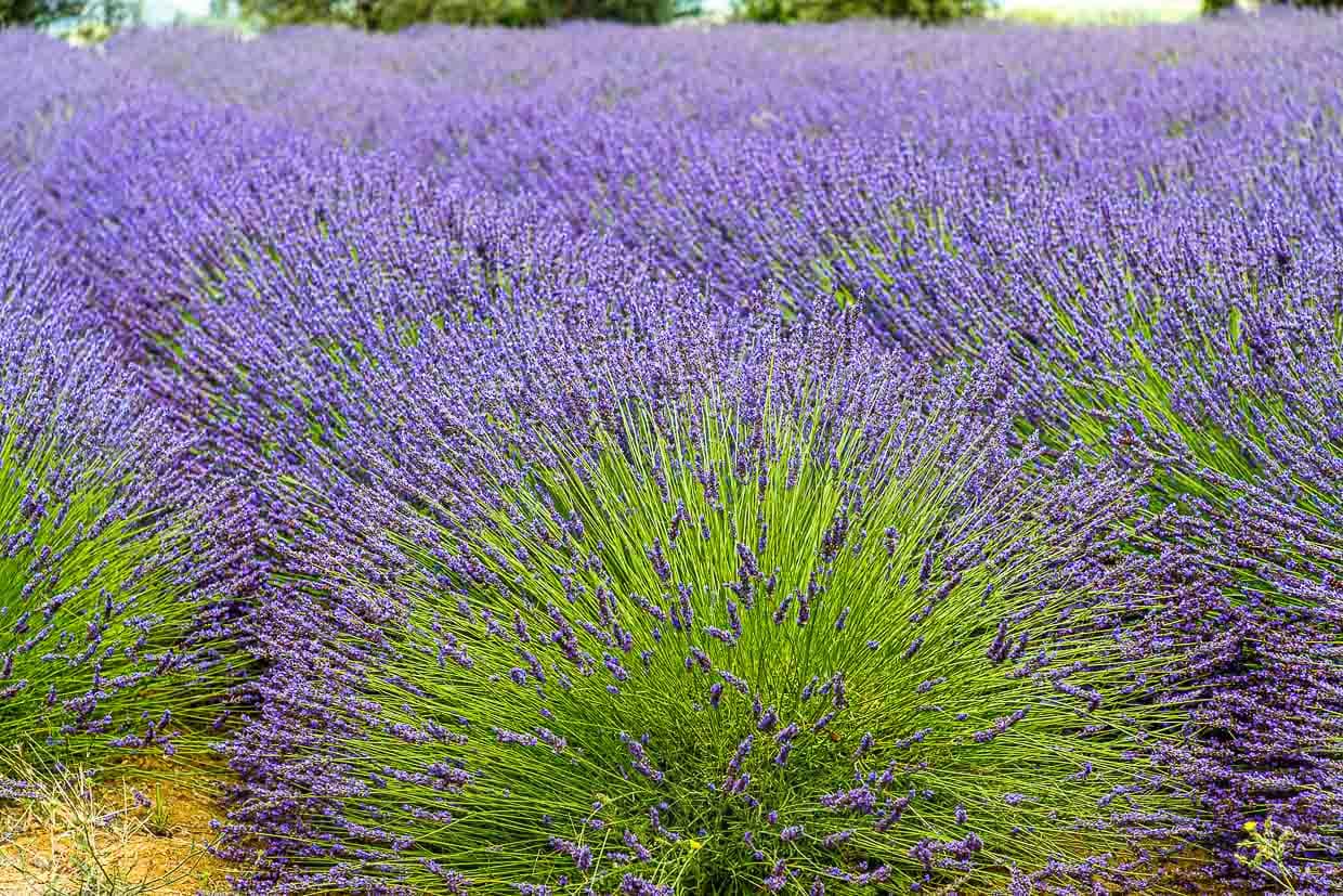 Lavandin bildet meist größere und wesentlich mehr Blüten. Ein entscheidender Vorteil für die Industrie ist zudem der beinahe sechsmal höhere Ertrag von ätherischen Ölen, die Lavandin liefert. Im Vergleich genügen rund 40 kg Lavandin- Blütenrispen, um die gleiche Ölmenge aus ca. 150 kg Echtem Lavendel zu erhalten. Während man beim Echten Lavendel zwei bis vier Jahre auf die erste Ernte warten muss, kann die Ölgewinnung auf den Lavandinfeldern schon im ersten Jahr beginnen / © Foto: Georg Berg