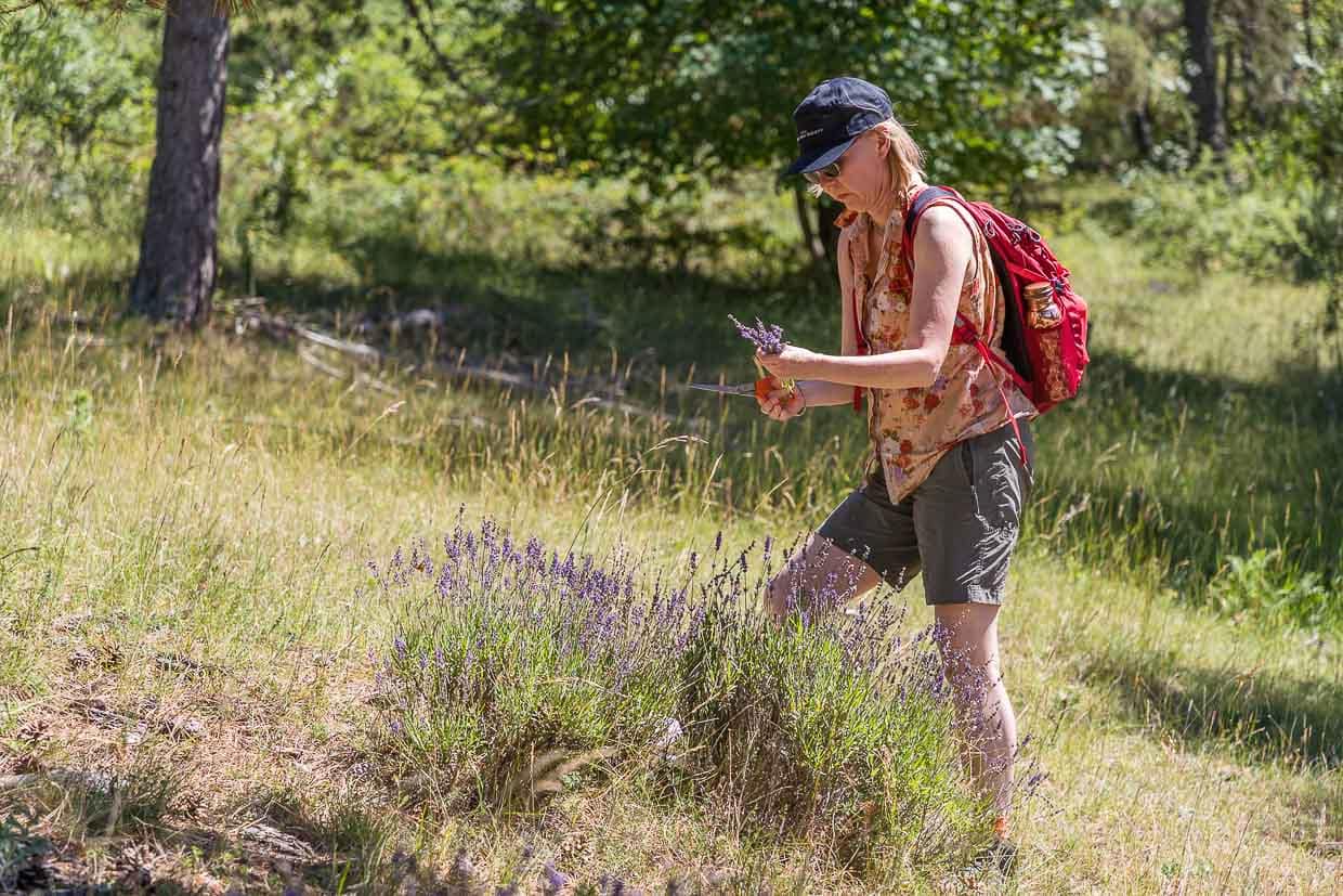 Wilder Lavendel auf dem Hochplateau im Vercorsgebirge. Eine Frau schneidet einige Blüten ab. Der echte Lavendel eignet sich zum Kochen genauso wie zum Befüllen von Duftsäckchen / © Foto: Georg Berg