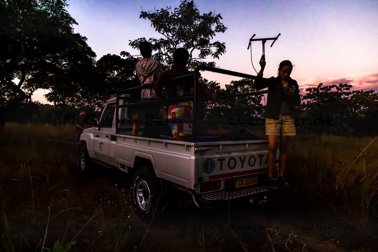 A l'aide d'une antenne, une responsable de monitoring bénévole de la Majete Wildlife Reserve repère la lionne qui doit recevoir un nouveau collier radio / © Photo : Georg Berg