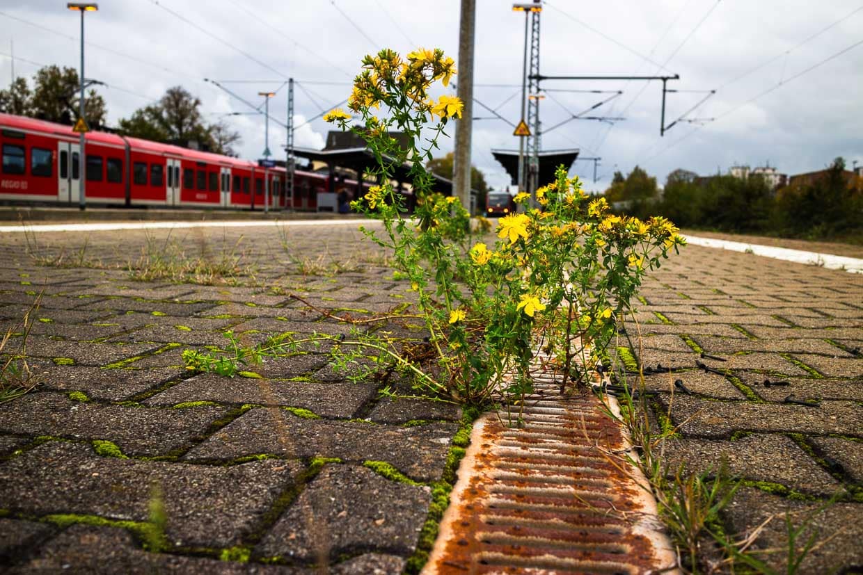 Aus einem Gulli-Spalt wachsen wilde Blumen auf einem Bahnsteig / © Foto: Georg Berg