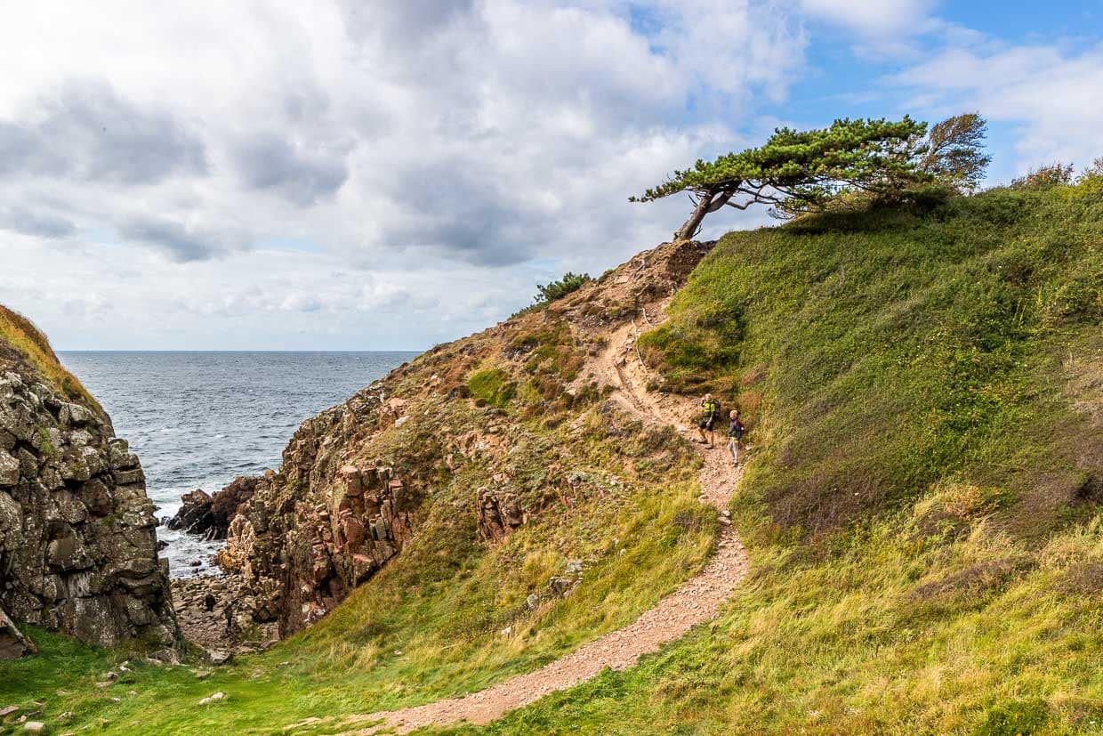 Le sentier côtier de la réserve naturelle de Kullaberg serpente jusqu'à un pin isolé et remarquable, courbé par le vent / © Photo : Georg Berg