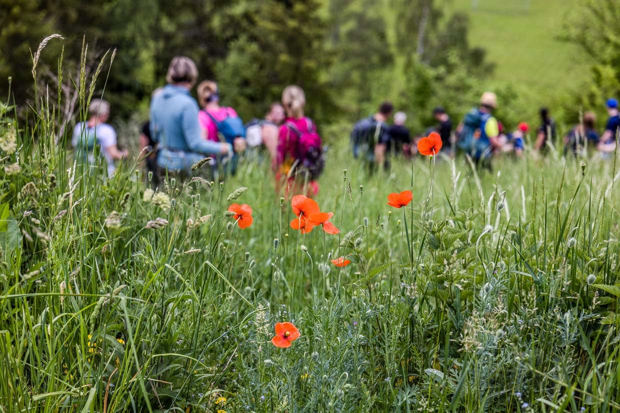 Eine Gruppe Wanderer geht durch eine blühende Wiese mit roten Mohnblumen an der Kehlbacher Straße in Ludwigsstadt Germany