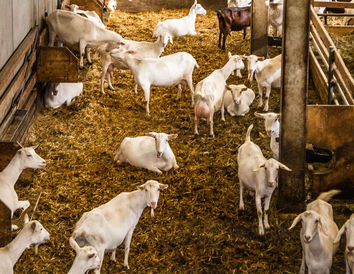 Schluss mit dem Gezicke! Unter Ziegen finden jeden Tag Rangordnungskämpfe statt. Erhöhte Boxen bringen etwas Ruhe in die Ziegen Population / © Foto: Georg Berg