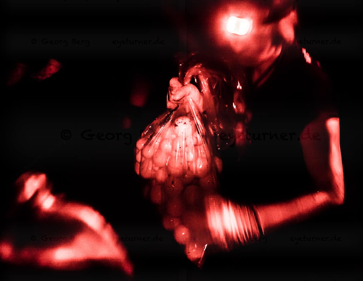 Geschafft. 82 Tischtennisball-große Eier sind im Sack. Sie wiegen 8 kg und müssen nur noch vorsichtig zur Hatchery getragen werden / © Foto: Georg Berg