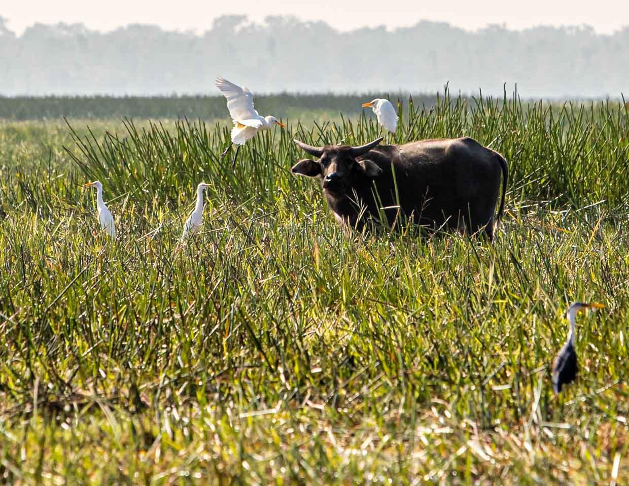 An den auf ihnen sitzenden Kuhreihern sind Wasserbüffel schon von weitem zu erkennen / © Foto: Georg Berg