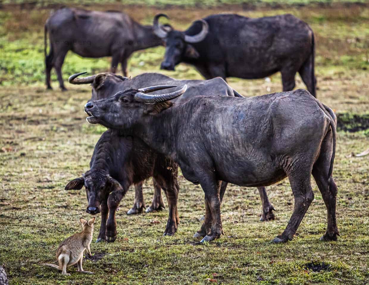 Idyll mit Känguru: Büffelherde vor dem Schlafzimmer / © Foto: Georg Berg