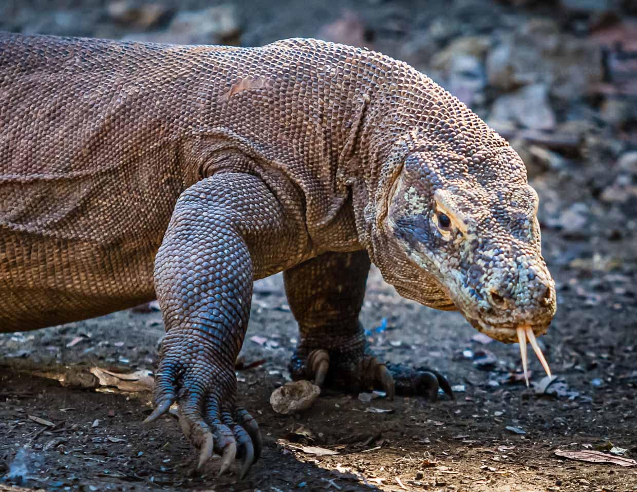 Der giftige Komodowaran kann bis zu zwei Meter lang werden / © Foto: Georg Berg