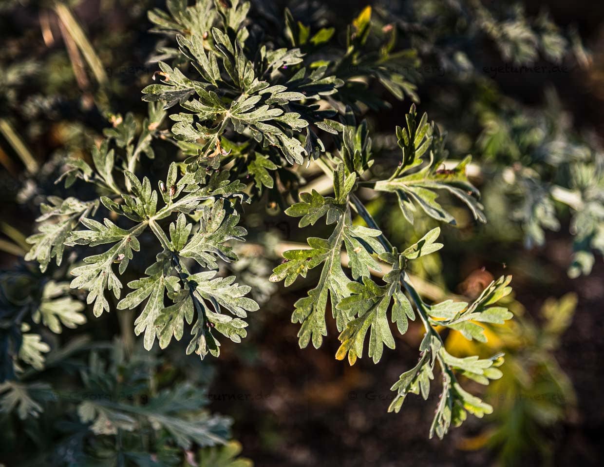 Im Val de Travers gedeiht Wermut besonders gut. Wermut, Anis und Fenchel machen den typischen Geschmack von Absinth aus. Die grüne Farbe kommt vom Chlorophyll des Wermuts sowie von anderen verwendeten Kräutern wie Ysop und Zitronenmelisse / © Foto: Georg Berg