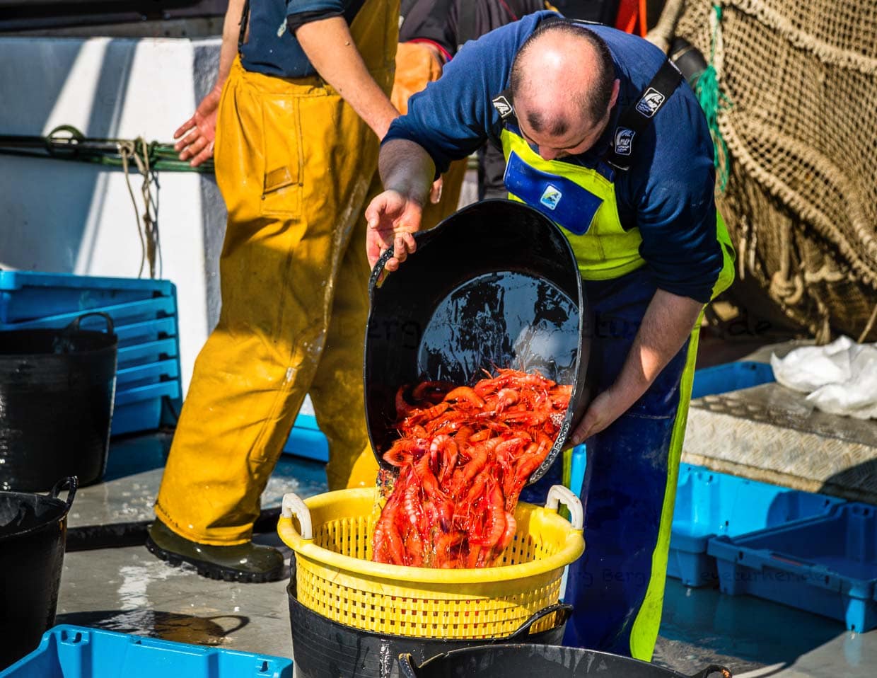 Tiefrot sind diese Gambas, die nun auf dem direkten Weg vom Trawler in die Auktion gehen. Sie werden im 2.000 Meter tiefen Canyon direkt vor Palamós gefischt. Katalanische Fischauktion in Palamós / © Foto: Georg Berg