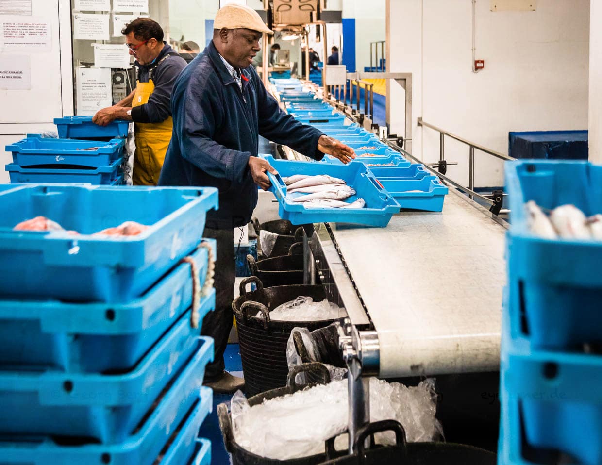 Ab auf das Band. Die Kiste ist mit den Namen des Fischerbootes und der Angabe der Fischsorte und des Fanggebietes ausgezeichnet / © Foto: Georg Berg