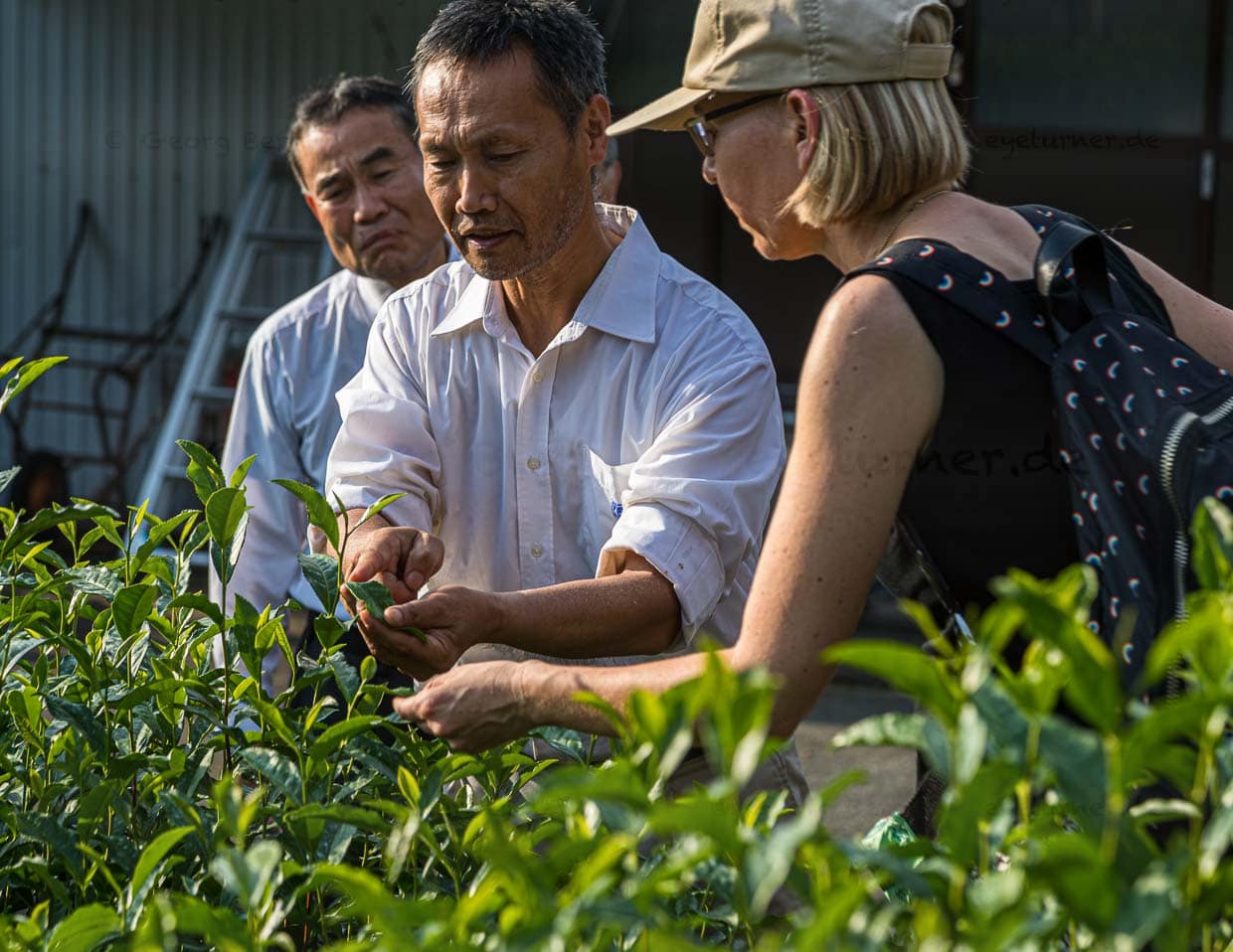 Die Ernte bei den Uchinos findet im Mai statt. Vier Familienmitglieder und 30 Arbeiter machen sich dann ans Werk. Gepflückt werden die obersten drei Blätter, nicht mehr. Sie werden ganz kurz bedampft, getrocknet und der Größe nach sortiert / © Foto: Georg Berg