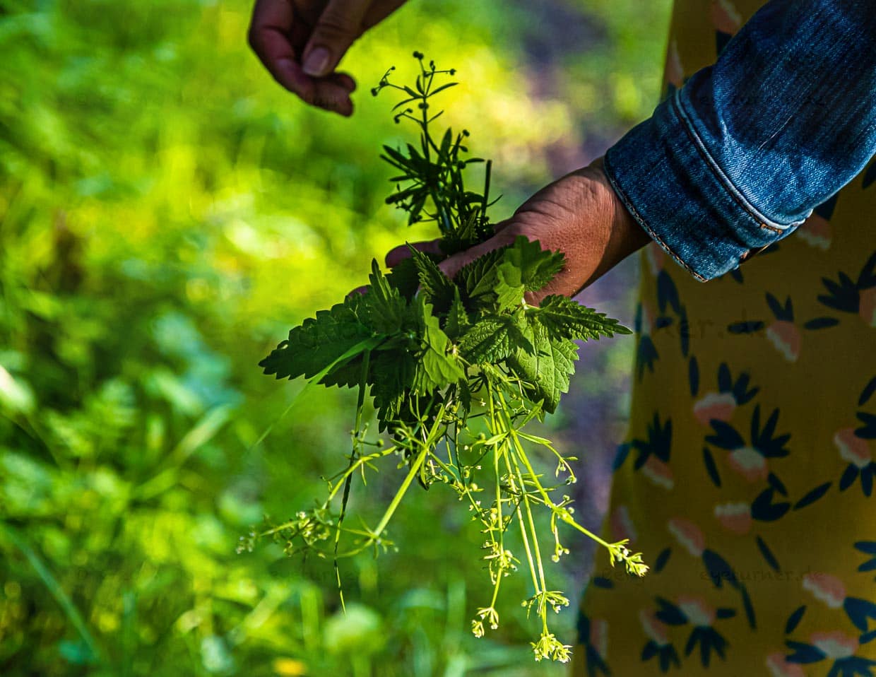 Elisabeth Zintl mit einem Handstrauß voller Wildkräuter. Das Gepflückte wandert wenig später in einen grünen Smoothie / © Foto: Georg Berg