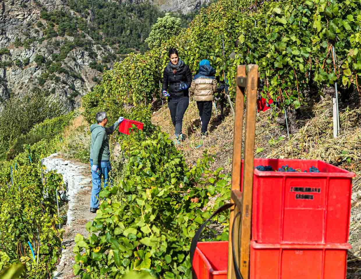 Ende September ist Weinlese in den kleinen Parzellen. Dazu kommen die Familien zusammen und jeder hilft mit. Hier wird gerade Pinot Noir geerntet / © Foto: Georg Berg
