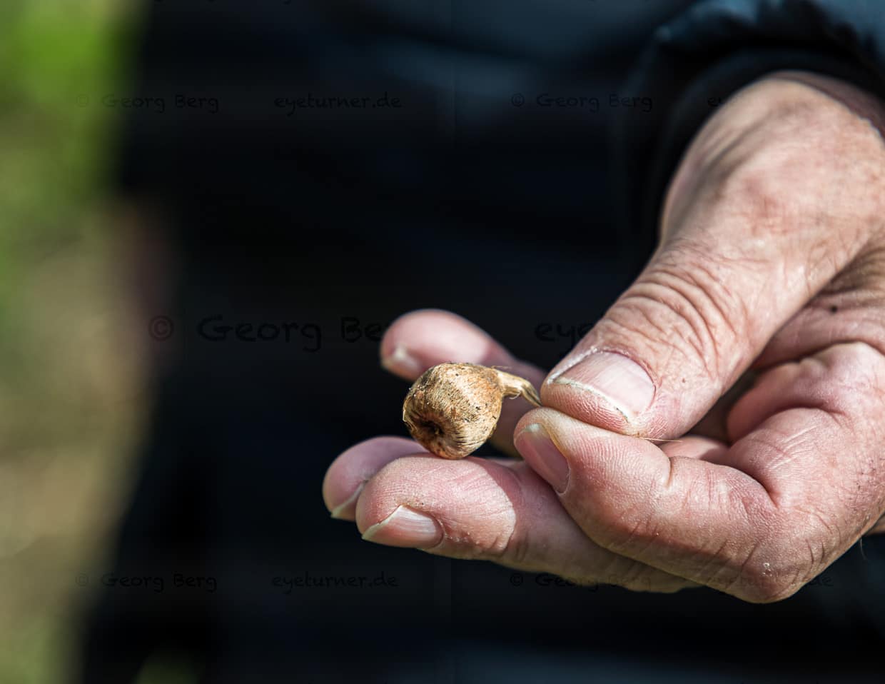 Kleine Knolle als Zukunftsinvestition / © Foto: Georg Berg