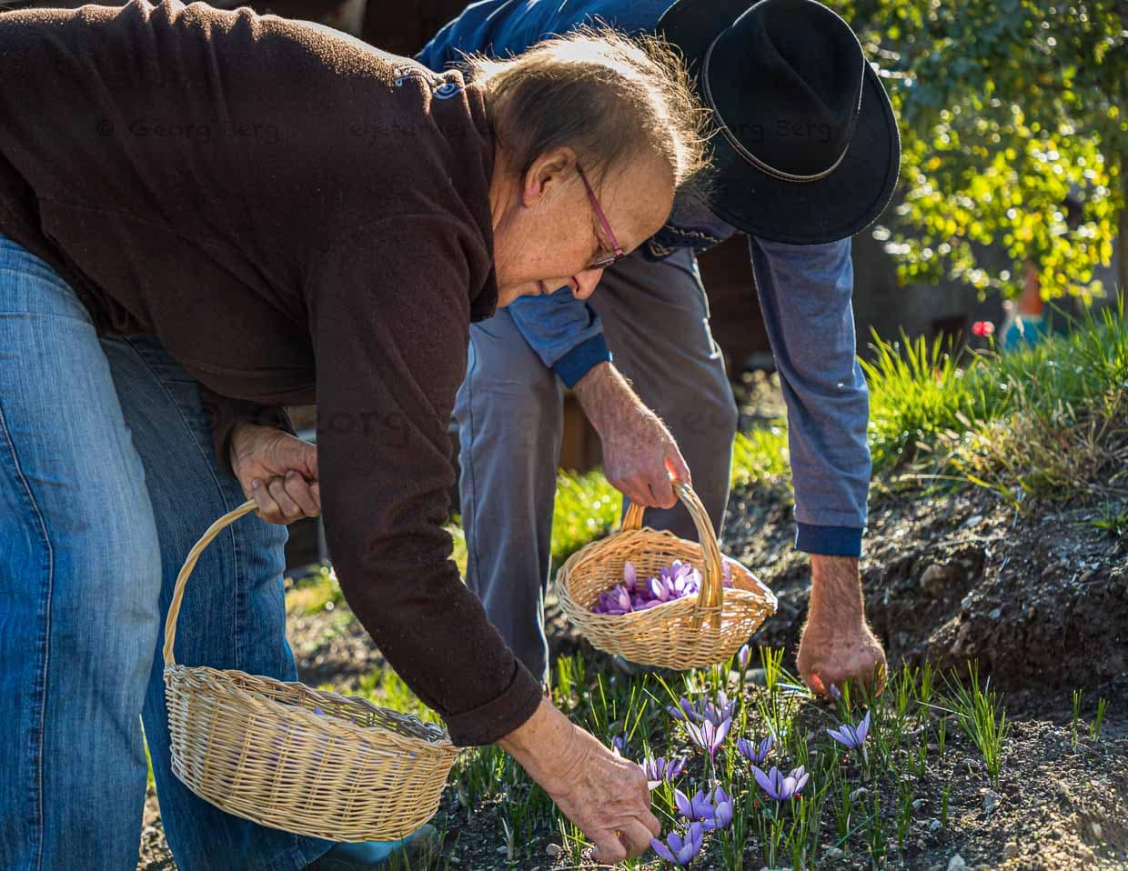Die Safranernte geschieht in Handarbeit / © Foto: Georg Berg