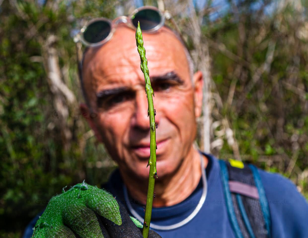 Junger Spargeltrieb mit umtriebigen Spargelsucher. Die Saison ist kurz, so dass sich Giulio im Herbst auf Trüffel spezialisiert hat / © Foto: Georg Berg