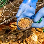 Mit einem Austernring wird die Größe der wilden Auster geprüft. Zu kleine Austern werden zurück ins Meer gelegt / © Foto: Georg Berg