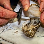 Öffnen einer Auster mit dem Austernmesser / © Foto: Georg Berg