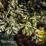 Im Val de Travers gedeiht Wermut besonders gut. Wermut, Anis und Fenchel machen den typischen Geschmack von Absinth aus. Die grüne Farbe kommt vom Chlorophyll des Wermuts sowie von anderen verwendeten Kräutern wie Ysop und Zitronenmelisse / © Foto: Georg Berg